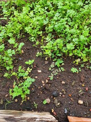 vegetable garden