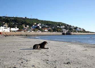 A dog observes on the beach next to a hill with houses and its wall facing the sea.
Houses on the slope of Cerro San Antonio in Piriapolis, Maldonado, Uruguay on a sunny summer day.