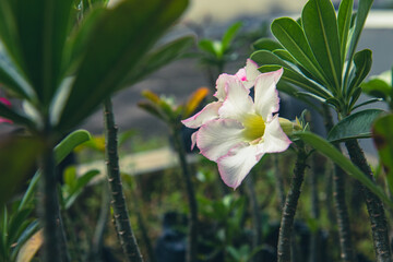 Obraz premium Delicate pink adenium flower blooming among stems. Beautiful pink adenium flower in full bloom. Pink desert rose flower emerging from green stems