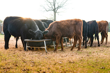 Cows eating grain from a trough in a field during autumn  - obrazy, fototapety, plakaty
