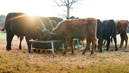 Cows eating grain from a trough in a field during autumn 