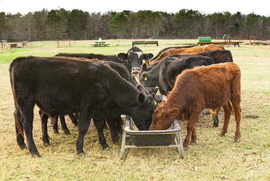 Cows eating grain from a trough in a field during autumn 