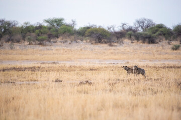 Obraz na płótnie Canvas Two spotted hyenas in Etosha national park savannah landscape, Namibia