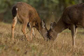 blacktail doe and fawn touching heads