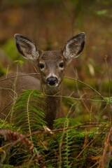 alert Oregon blacktail doe portrait