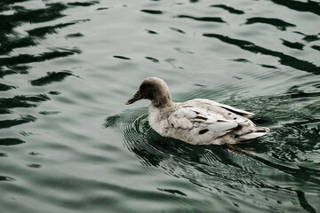 Grey and white duck on green lake water