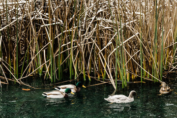 Ducks swimming in front of snow covered reeds in a winter pond.