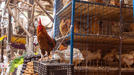 live rooster and chicken in a cage for sale in an Egyptian traditional food market. Hurghada, El Dahar