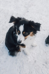 black and white Australian Shepherd dog in the snow