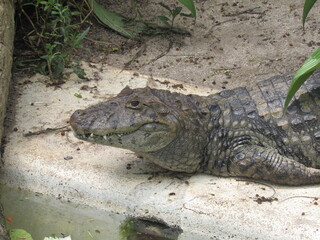alligator in the zoo