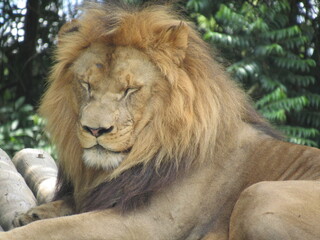 lion