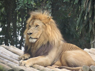 lion in the zoo