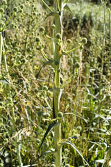 Plants with a cobweb 