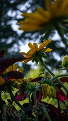 Underside of Flower Petals