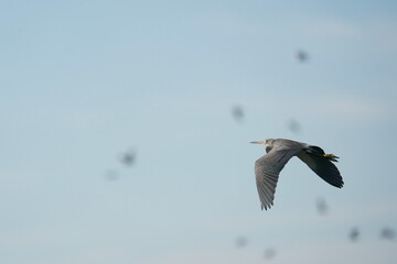 tri-colored heron in flight