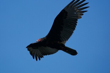 vulture in flight