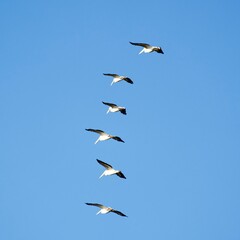 White Pelican in flight