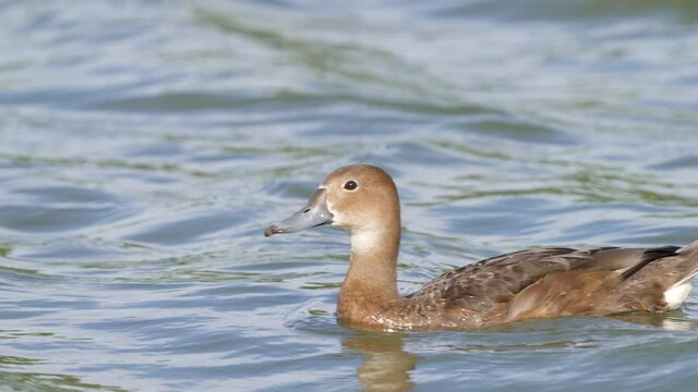 A solo female rosy-billed pochard, netta peposaca spotted floating on freshwater swamp on a sunny day, wildlife close up slow motion shot.