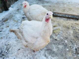 Turkeys on snowy ground on farm. From above white turkeys standing on cold snowy ground in enclosure on winter day on farm