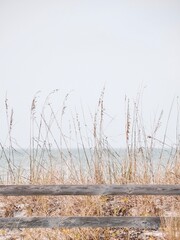 Tall Grass and Fence On The Beach