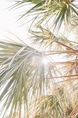 Florida Palm Tree In Sun