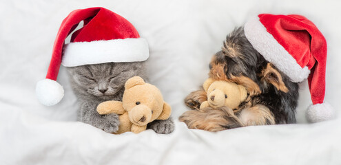 Cute kitten and yorkshire terrier puppy wearing santa hats sleep together under a white blanket on...