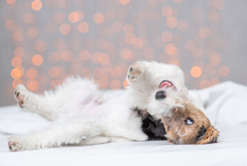 Fototapeta na wymiar Playful Wire-haired Fox terrier puppy lying on its back on a bed with festive background