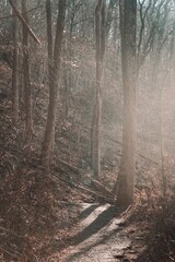 Obraz premium Foggy morning in the Blue Ridge Mountains