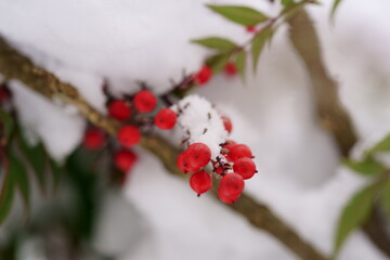 赤い南天に積もった雪　雪景色