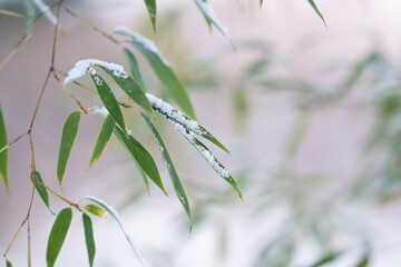 笹の葉と雪