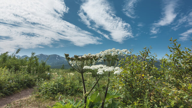 Lush hogweed grows in the meadow. Close-up. Large white umbellate inflorescences, green leaves. A mountain range against a background of blue sky and clouds. Kamchatka