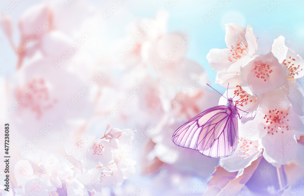Aufkleber spring landscape. natural background with butterfly on the branch of blooming jasmine.