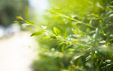 Green leaves on a branch. Copy space for text.