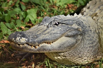 American Alligator Close Up, Basking in the Sun
