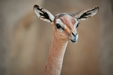 Young Southern Gerenuk Antelope Face Close Up
