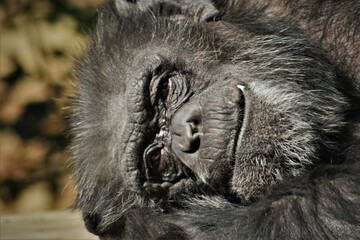 Chimpanzee Lying with a Smile

