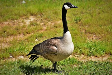 Canadian Goose Proudly Standing Watch
