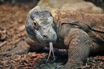 Komodo Dragon - Posed, Tongue Out
 - Powered by Adobe