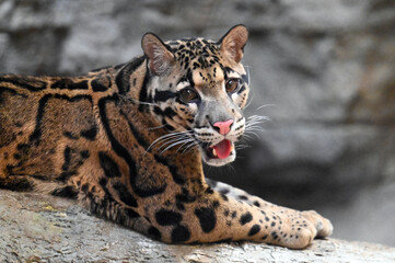 Clouded Leopard Watching, Open Mouth
