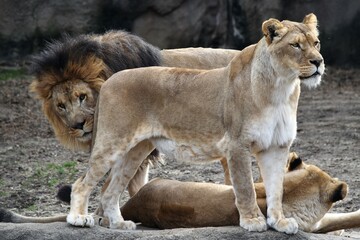 African Lion Trio, Male Peeking Around
