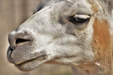 Brown and White Llama Face Close Up
