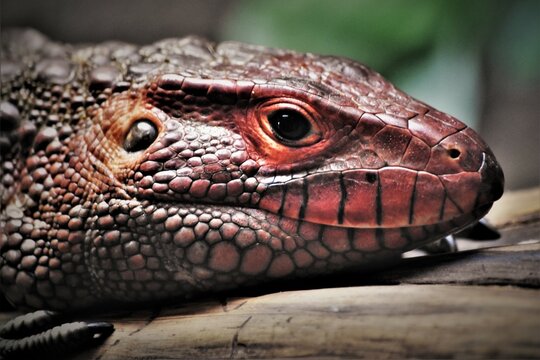 Red Caiman Lizard Face Close Up
