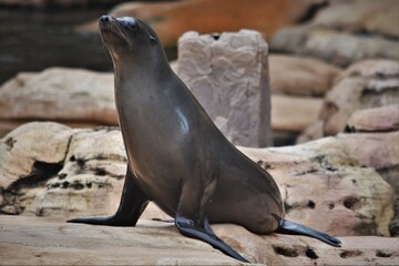 California Sea Lion Basking in the Sun

