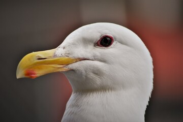Seagull White Face Close Up

