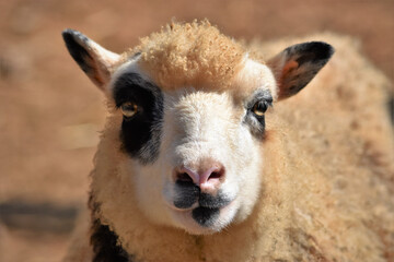 Obraz premium Harlequin Sheep Face Close Up