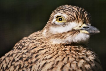 Cape Thick-Knee Face Close Up
