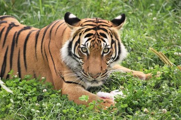 Malayan Tiger in the Grass, Patiently Watching
