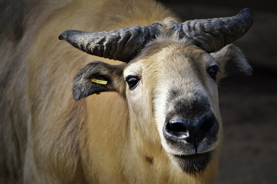 Sichuan Takin Face Close Up
