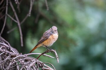 The common redstart female, Phoenicurus phoenicurus, is photographed in close-up sitting on a branch against a blurred background.