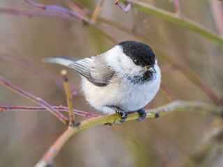 Cute bird the willow tit, song bird sitting on a branch without leaves in the winter.